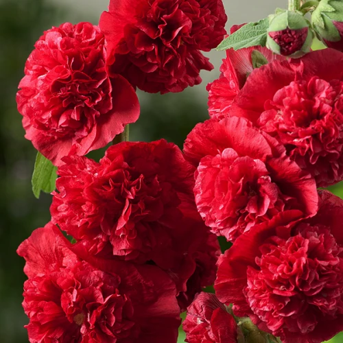 Double Red